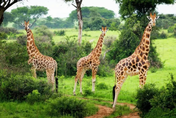 Lake Mburo National Park: How to Travel Responsibly to game drive in 2025
