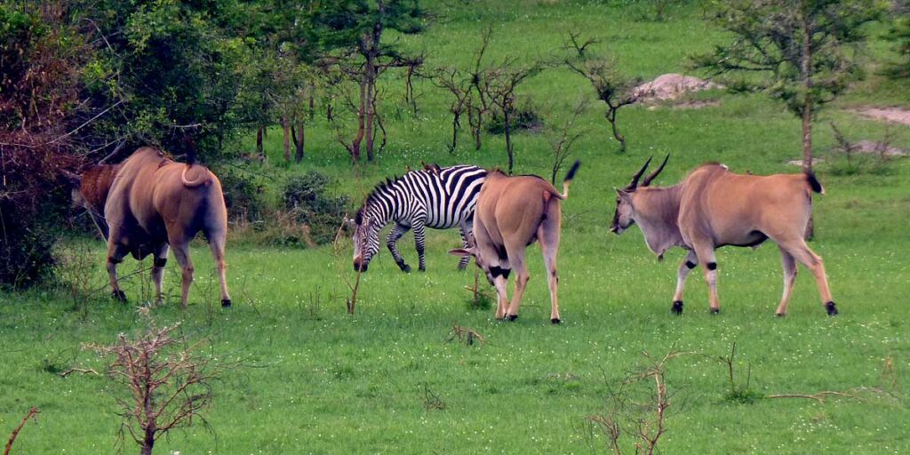 Lake Mburo National Park Kayaking: Hidden Gems for families