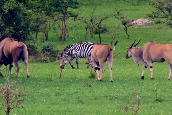 Lake Mburo National Park Kayaking: Hidden Gems for families