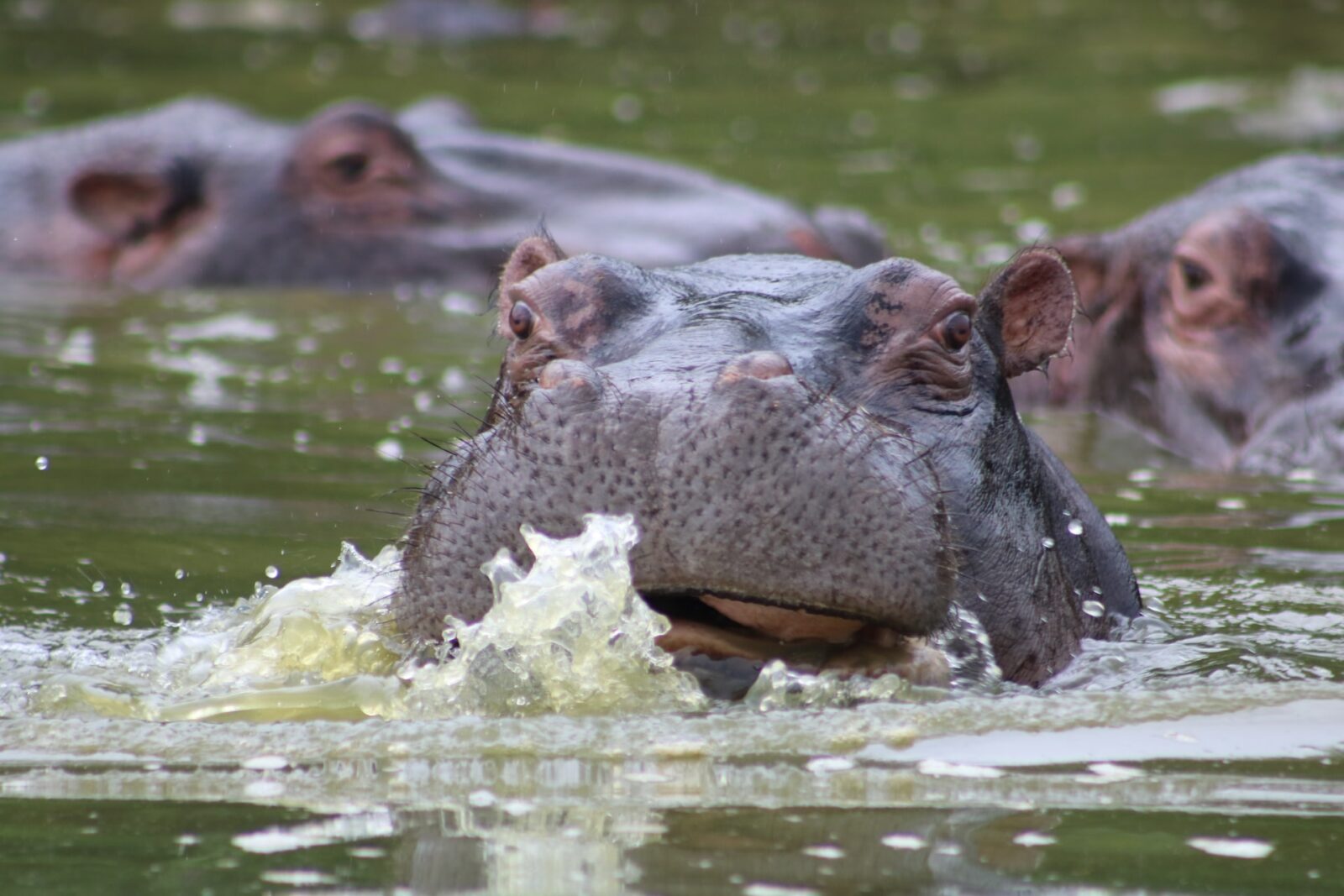 Lake Mburo National Park Kayaking: Hidden Gems for families