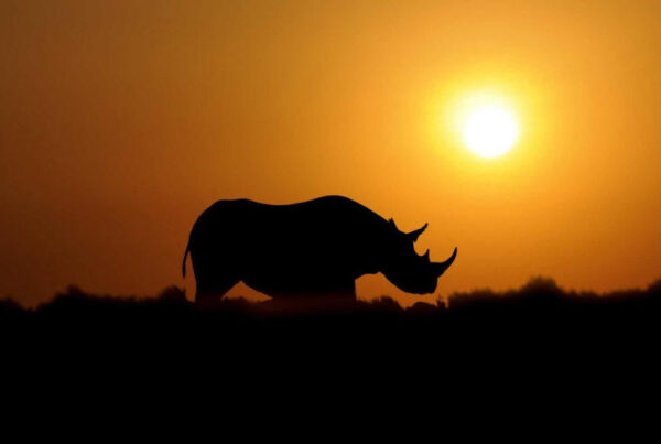 Local's Guide: Ziwa Rhino Sanctuary family holiday with limited time