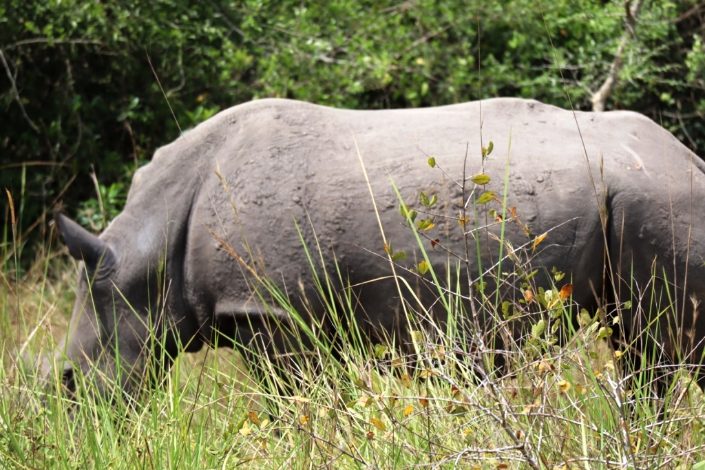 Luxury Picks: Ziwa Rhino Sanctuary budget travel guide for groups