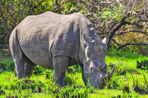 Luxury Picks: Ziwa Rhino Sanctuary budget travel guide for groups