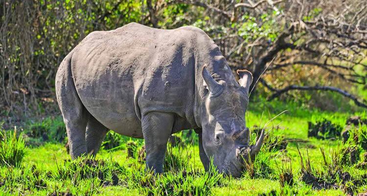Luxury Picks: Ziwa Rhino Sanctuary budget travel guide for groups