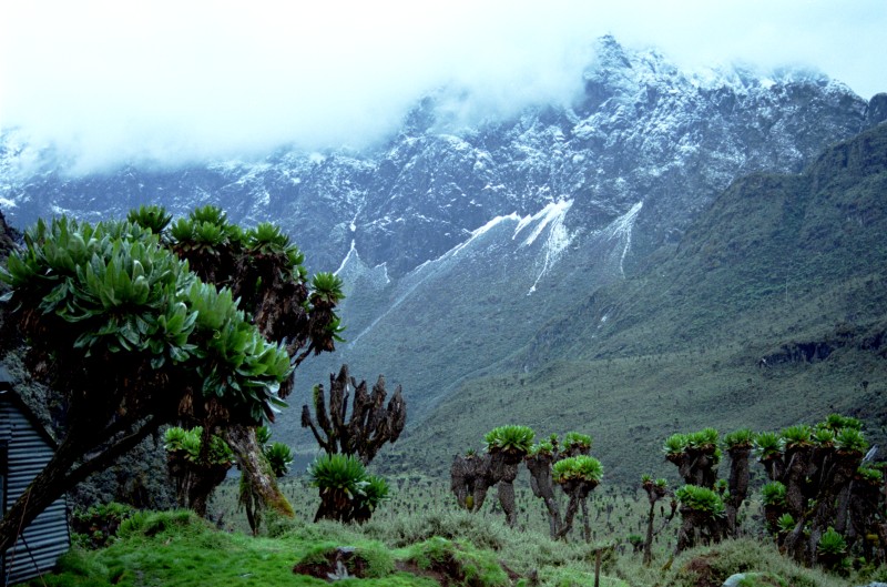 Luxury Picks — Rwenzori Mountains chimpanzee tracking for first-time visitors