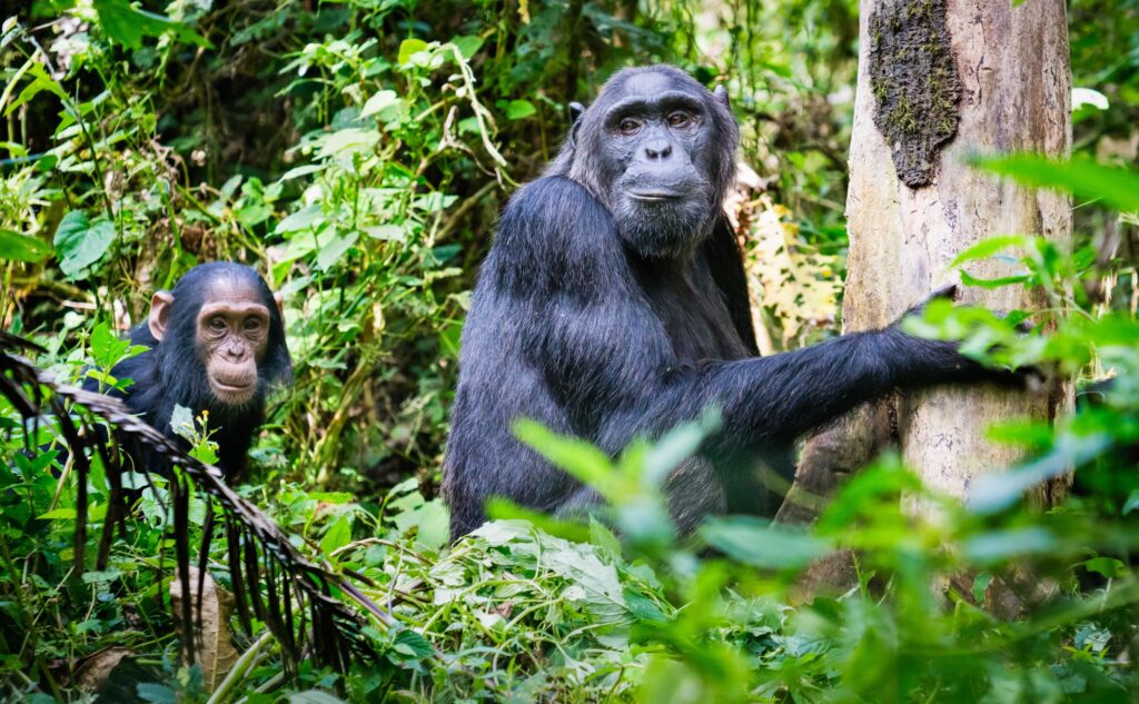 Luxury Picks — Rwenzori Mountains chimpanzee tracking for first-time visitors