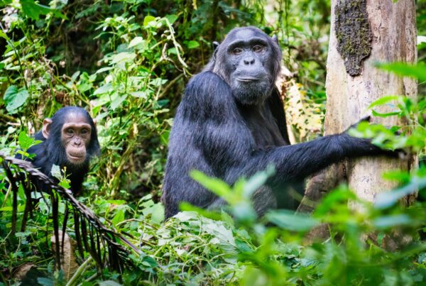 Luxury Picks — Rwenzori Mountains chimpanzee tracking for first-time visitors