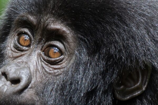 Luxury Safari Lodges in Bwindi Impenetrable National Park