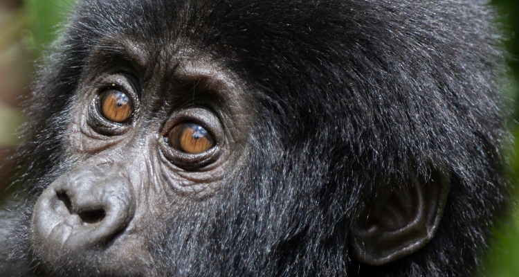 Luxury Safari Lodges in Bwindi Impenetrable National Park