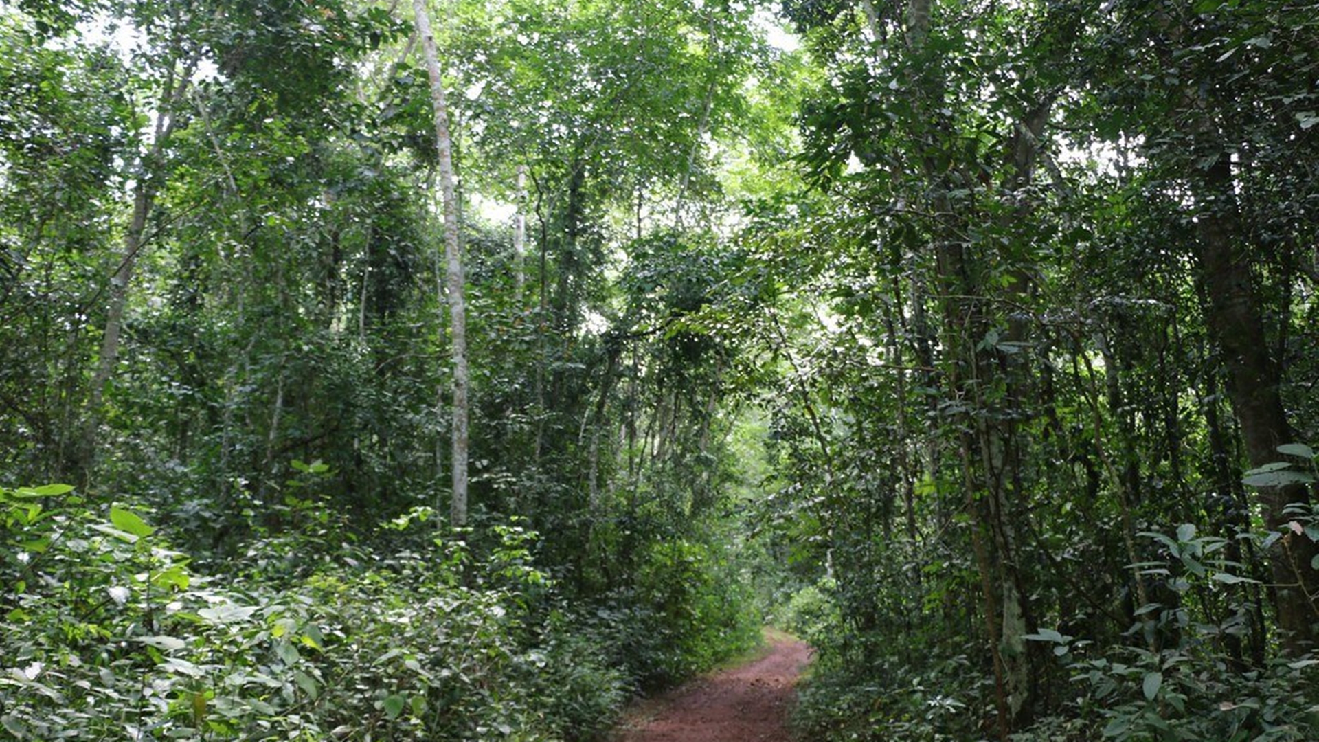 Mabira Forest Reserve