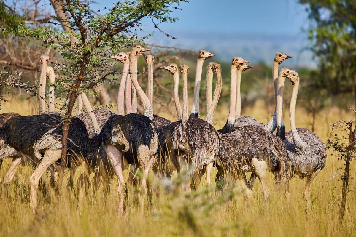 Matheniko Wildlife Reserve