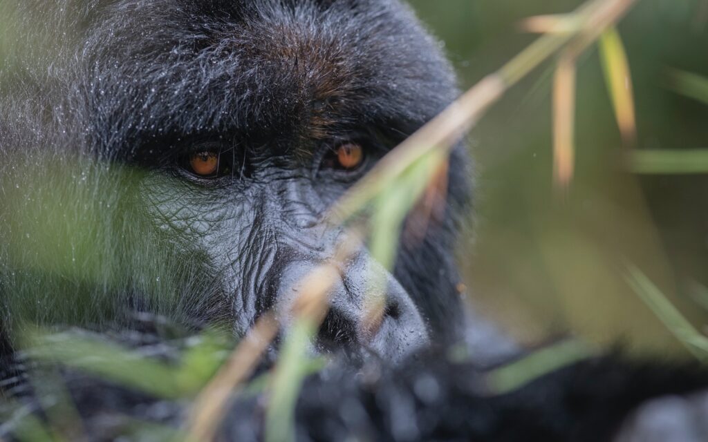Mgahinga gorilla trekking