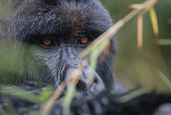 Mgahinga gorilla trekking