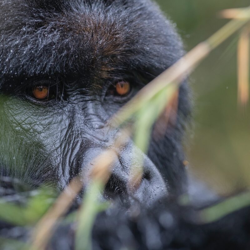 Mgahinga gorilla trekking
