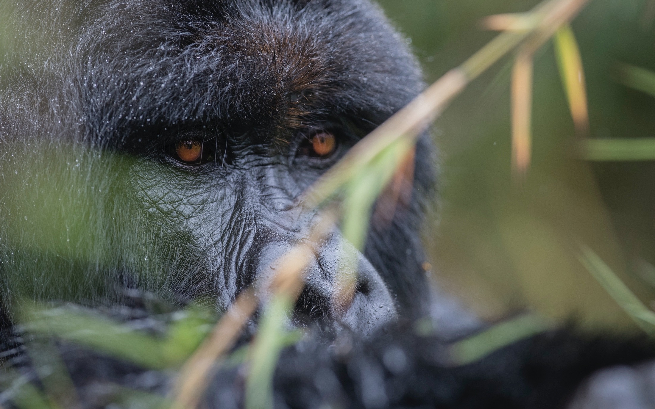 Mgahinga gorilla trekking
