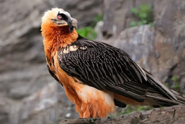 Mount Elgon: 5-Day Itinerary to honeymoon ideas for birders