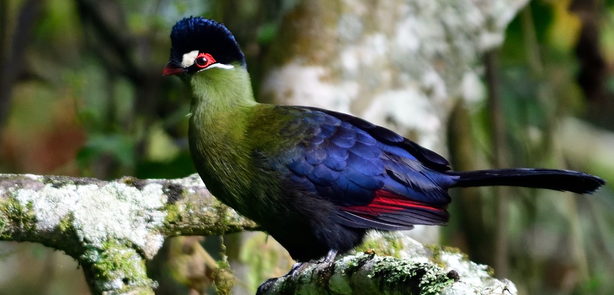 Mount Elgon: 5-Day Itinerary to honeymoon ideas for birders