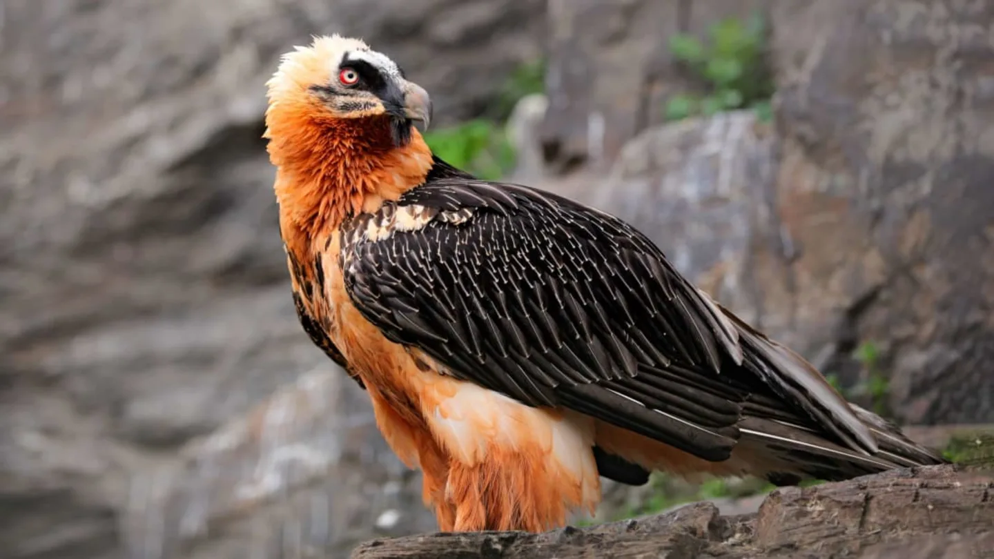 Mount Elgon: 5-Day Itinerary to honeymoon ideas for birders