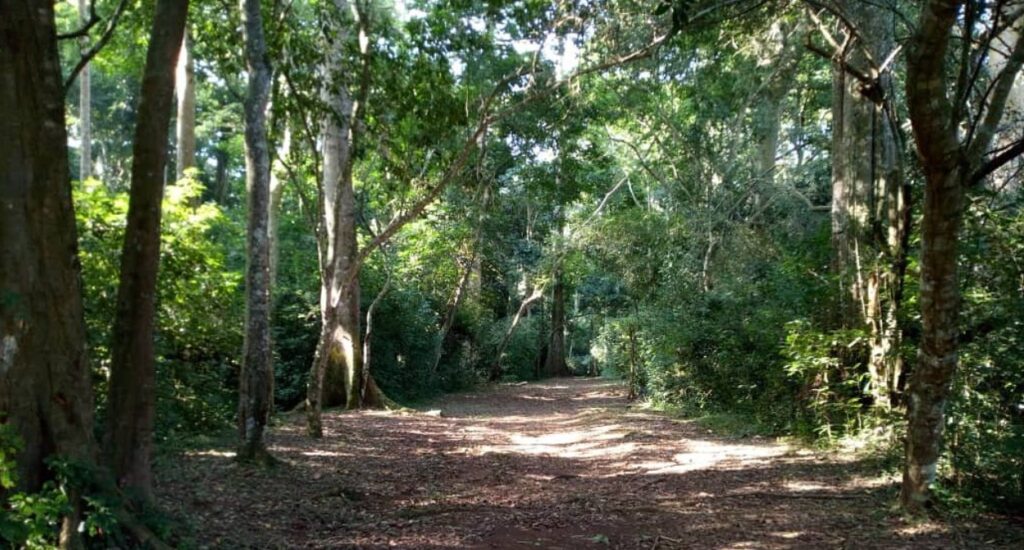 Mpanga Forest