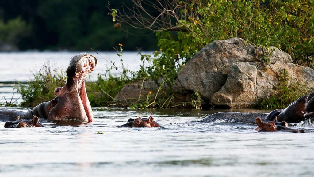 Murchison Falls National Park In January