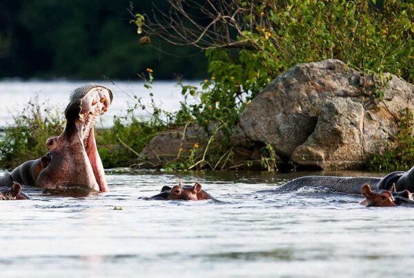 Murchison Falls National Park In January