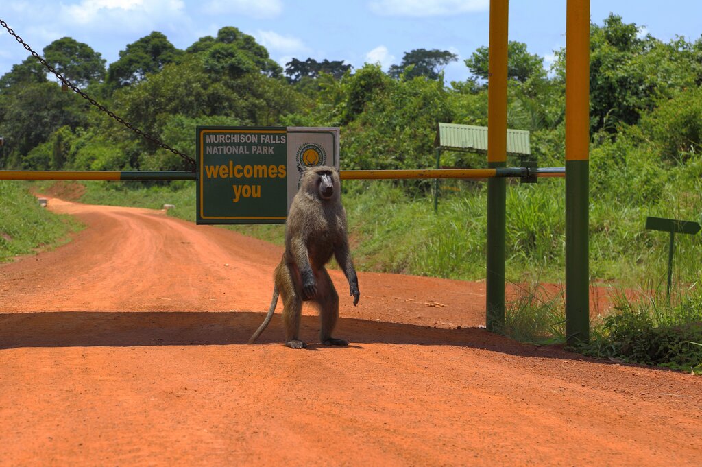 Murchison Falls National Park Luxury Escape: Family-Friendly Activities in 2026
