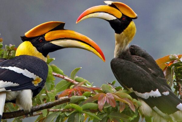 Murchison Falls National Park: Seasonal Highlights to birdwatching hotspot for families