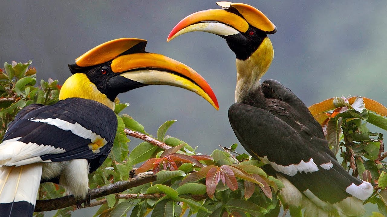 Murchison Falls National Park: Seasonal Highlights to birdwatching hotspot for families