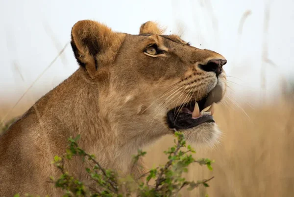 Murchison falls national park in December