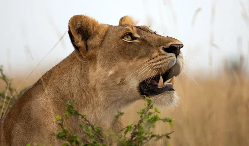 Murchison falls national park in December