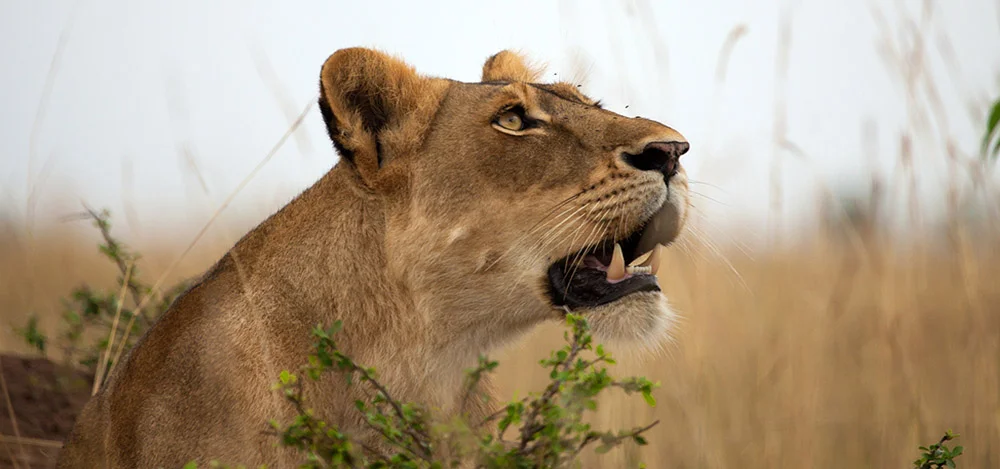 Murchison falls national park in December