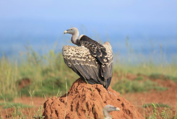 Murchison falls national park in February