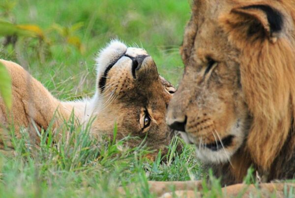 Murchison falls national park in July