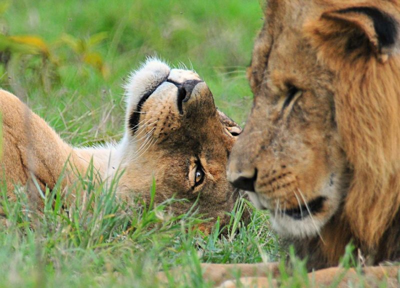 Murchison falls national park in July