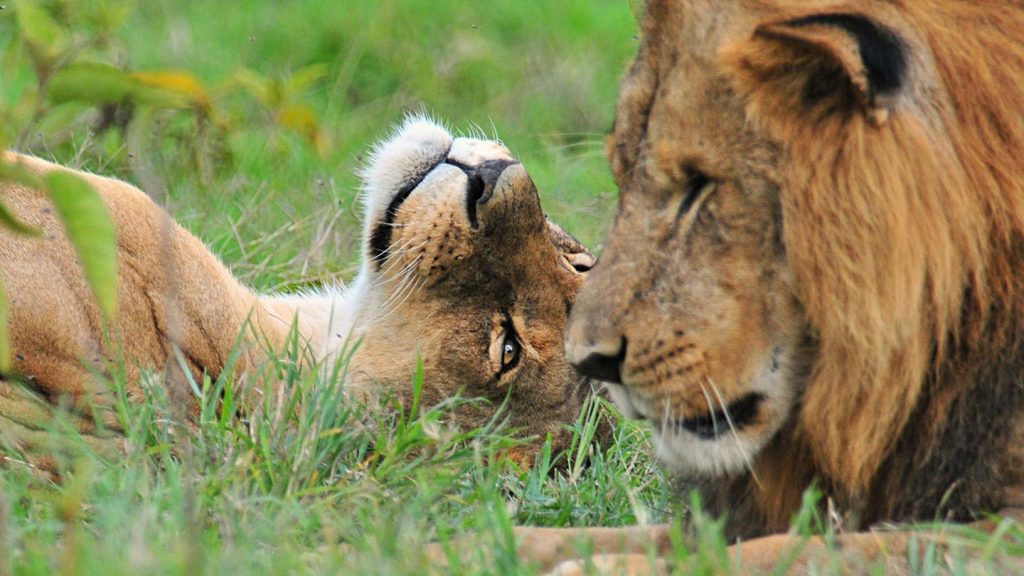 Murchison falls national park in July