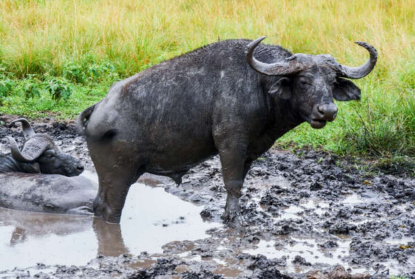 Murchison falls national park in June