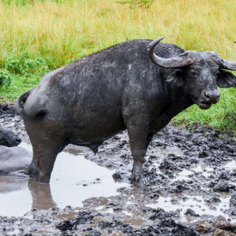 Murchison falls national park in June