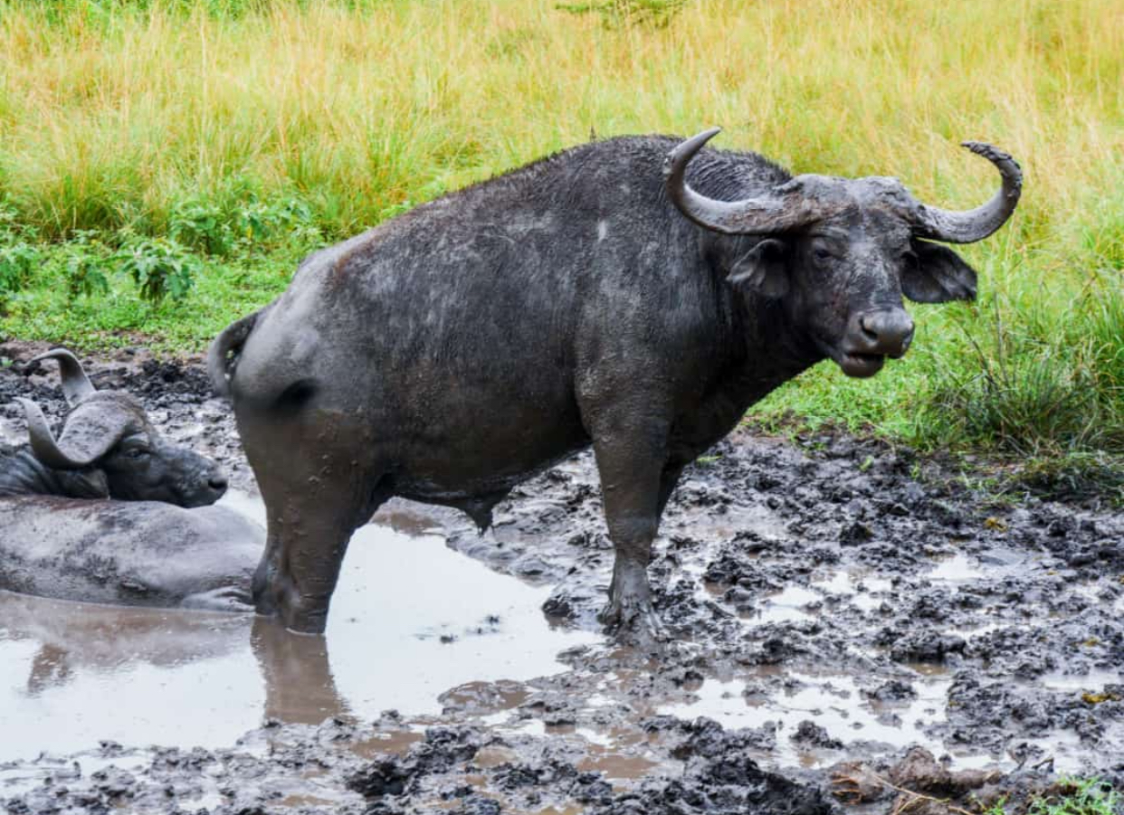 Murchison falls national park in June
