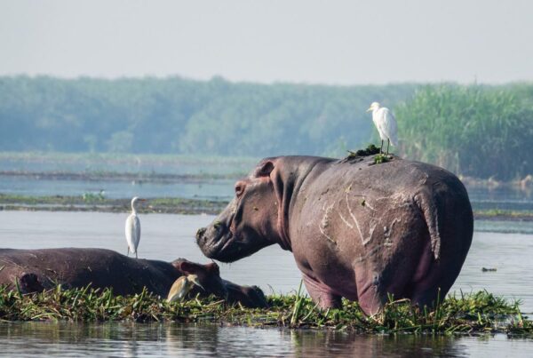 Murchison falls national park in March