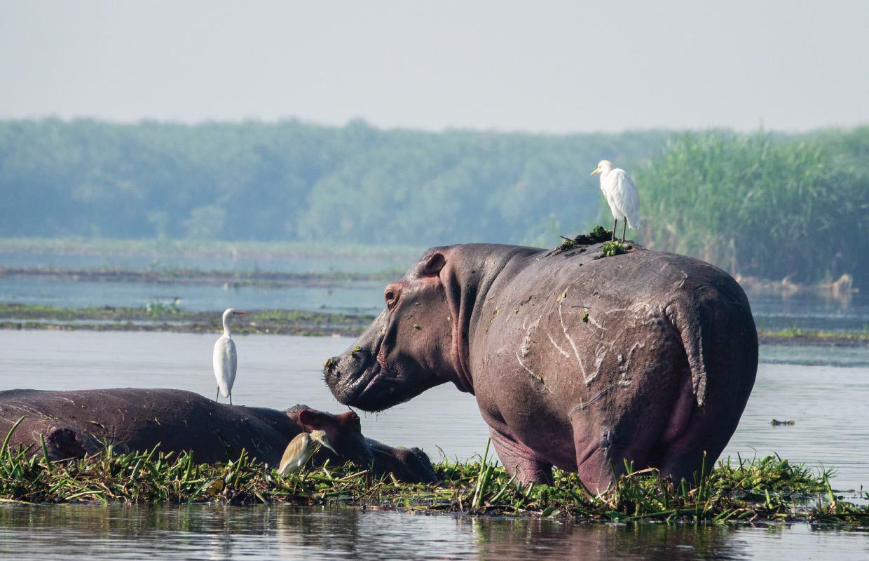 Murchison falls national park in March