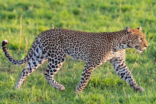 Murchison falls national park in November