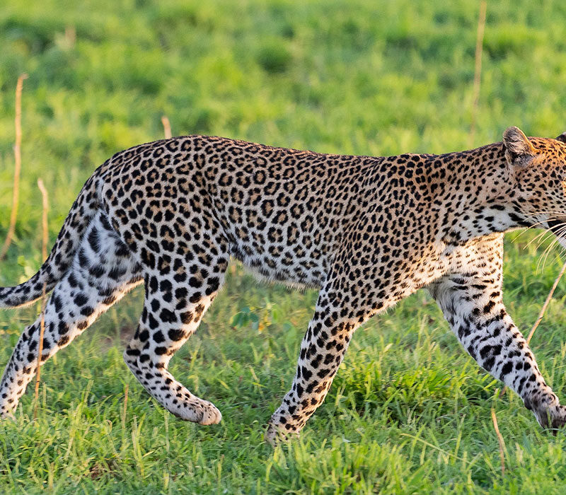 Murchison falls national park in November