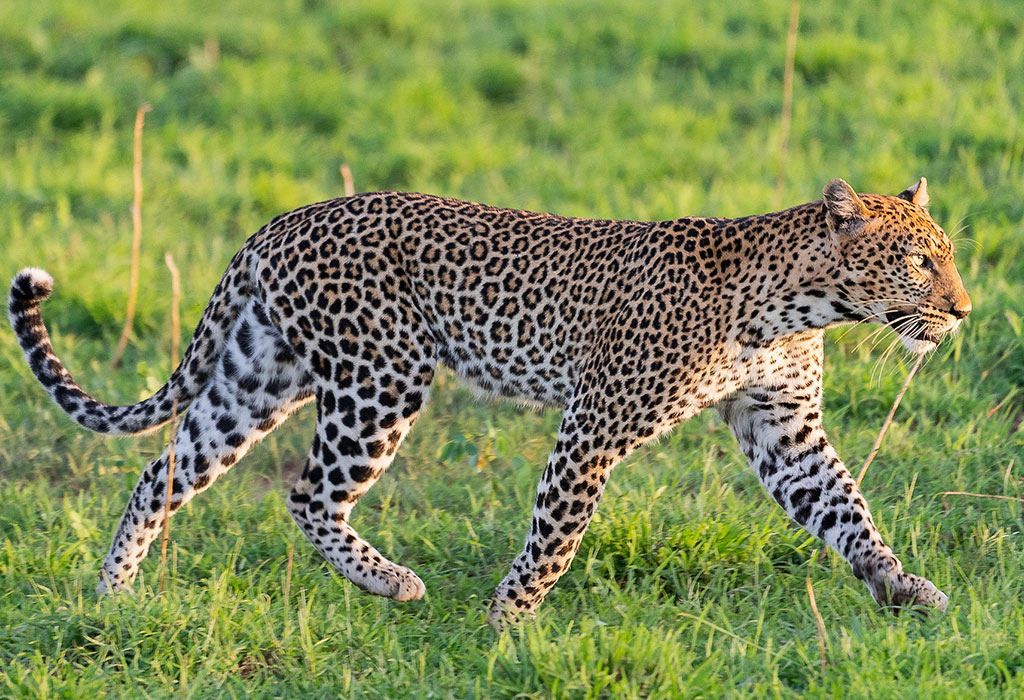 Murchison falls national park in November