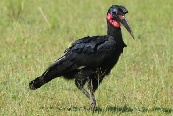 Murchison falls national park in October