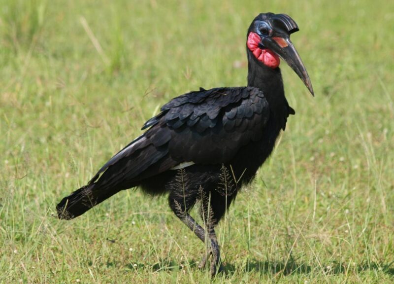Murchison falls national park in October