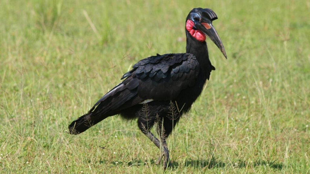 Murchison falls national park in October