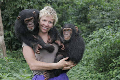 Local's Guide: Ngamba Island chimpanzee tracking in 2025