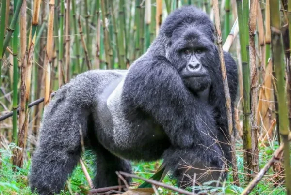 Packing Essentials: Mgahinga Gorilla National Park Eco-Lodge Reviews on a Budget