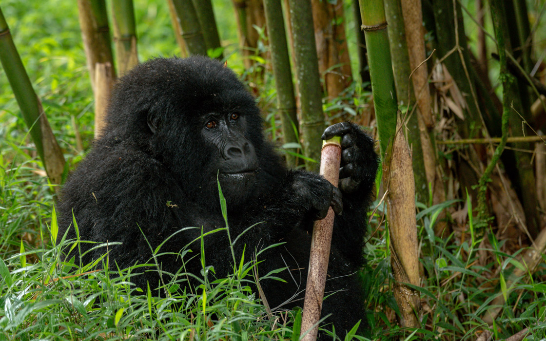 The Hidden Gems: luxury escape at Bwindi Impenetrable Forest for avid hikers