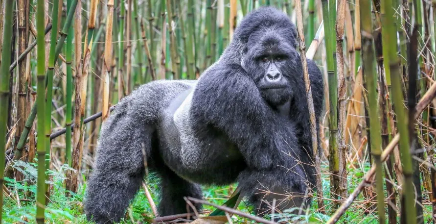Packing Essentials: Mgahinga Gorilla National Park Eco-Lodge Reviews on a Budget